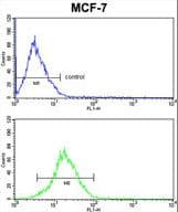 KRT13 / CK13 / Cytokeratin 13 Antibody (aa106-138)