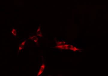 CYB5R3 / B5R Antibody