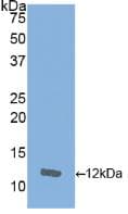 IL8 / Interleukin 8 Antibody (aa23-101, Cy3)