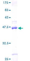 Human SAP18 Protein (Recombinant GST)