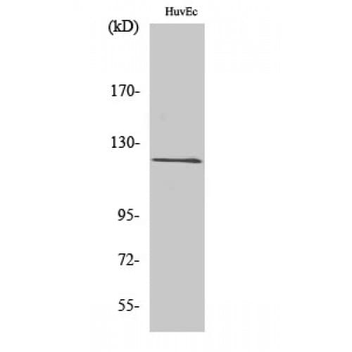 FARP2 / FRG Antibody (300-380 aa, Internal)