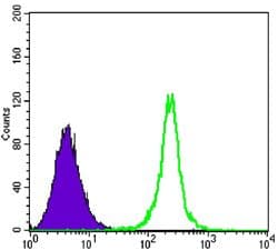 SIRT1 / Sirtuin 1 Antibody (clone 1F3)