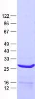 Human RPL13 / Ribosomal Protein L13 (Recombinant His, N-Terminal)