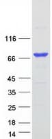 Human RFX5 Protein (Recombinant Myc-DDK (Flag))