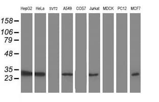 TOMM34 Antibody (clone OTI2A9, Carrier-free)