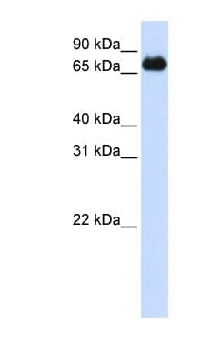 FOXK2 / ILF Antibody (aa540-589)