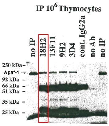 Monoclonal Rat anti-Mouse APAF1 / APAF-1 Antibody (clone 18H2, aa1-97, WB)