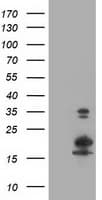 Monoclonal Mouse anti-Human LSM1 Antibody (clone OTI5C6, IHC, IF, WB)