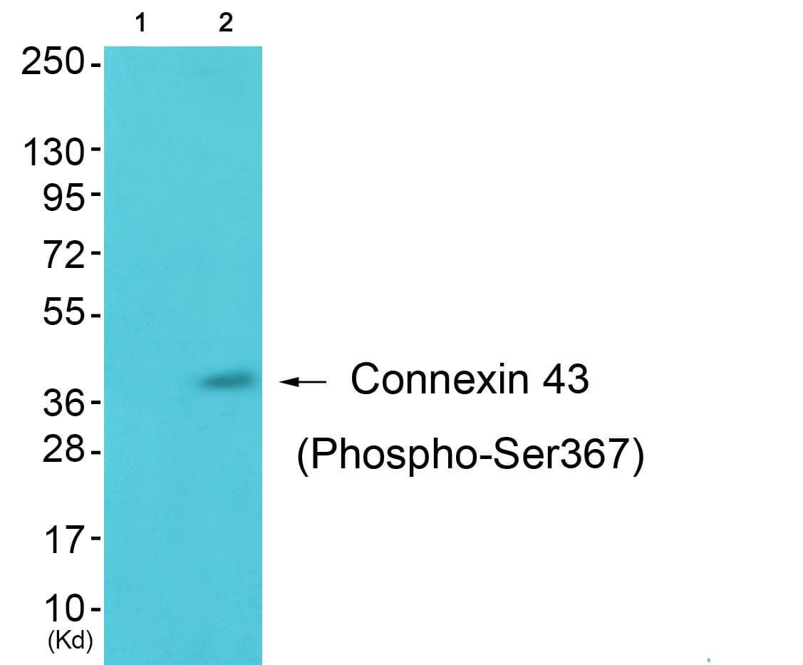 GJA1 / CX43 / Connexin 43 Antibody (phospho-Ser367)
