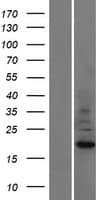 ASAH2B Protein (Over-Expression Lysate Myc-DDK (Flag))