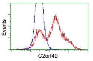 C2orf40 / ECRG4 Antibody (clone OTI1A10)