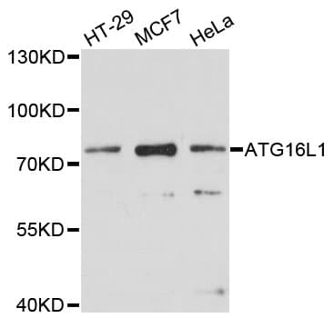 ATG16L1 / ATG16L Antibody