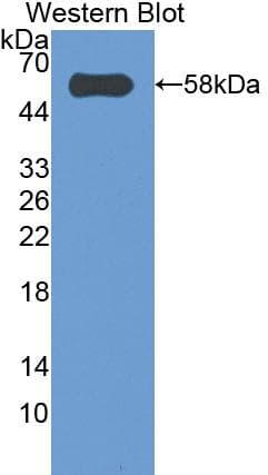 CASP14 / Caspase 14 Antibody (aa17-248)