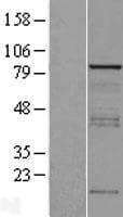 SORBS3 / Vinexin Protein (Over-Expression Lysate Myc-DDK (Flag))