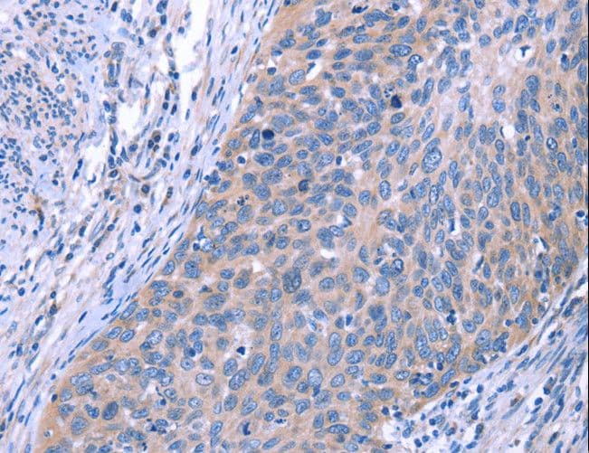 ESPL1 / Separase Antibody