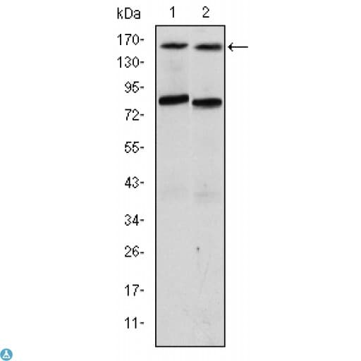 Anti-ANIB1 antibody Antibody