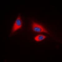 PTPN6 / SHP1 Antibody (C-Terminus)