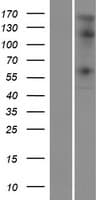 STK32C / PKE Protein (Over-Expression Lysate Myc-DDK (Flag))