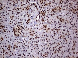 USP44 Antibody (aa420-712, clone OTI1F9)