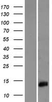 HIST2H2AC Protein (Over-Expression Lysate Myc-DDK (Flag))