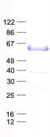 Human PKNOX1 / PREP1 Protein (Recombinant His, N-Terminal)