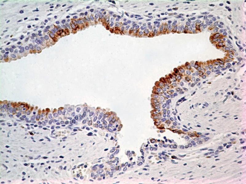 LIF Antibody (aa24-203, clone 39N7D10)