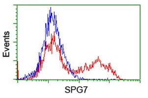 Paraplegin / SPG7 Antibody (clone OTI1C12)