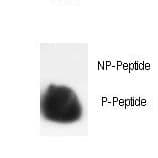 Polyclonal Rabbit anti-Human HIST1H3E Antibody (phospho-Ser10, IHC, WB)