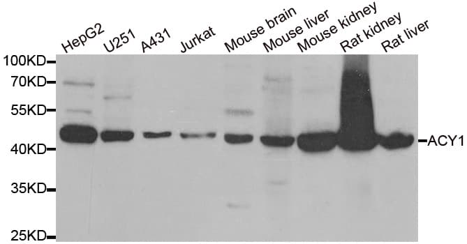 ACY1 / Aminoacylase 1 Antibody
