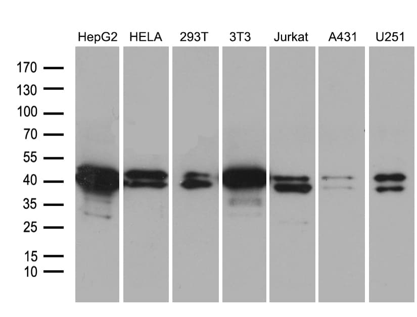 SUGT1 / SGT1 Antibody (clone OTI7B4)