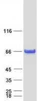 Human SMAD1 Protein (Recombinant Myc-DDK (Flag))