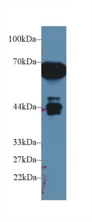 AMBP Antibody (aa20-202, APC, Cy7)