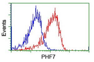 PHF7 Antibody (clone OTI1G9)