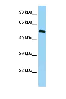BMP3 Antibody (aa330-379)