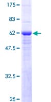 Human SLC25A11 Protein (Recombinant GST)