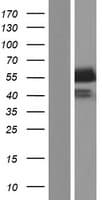 Human STAP2 Protein (Over-Expression Lysate Myc-DDK (Flag))