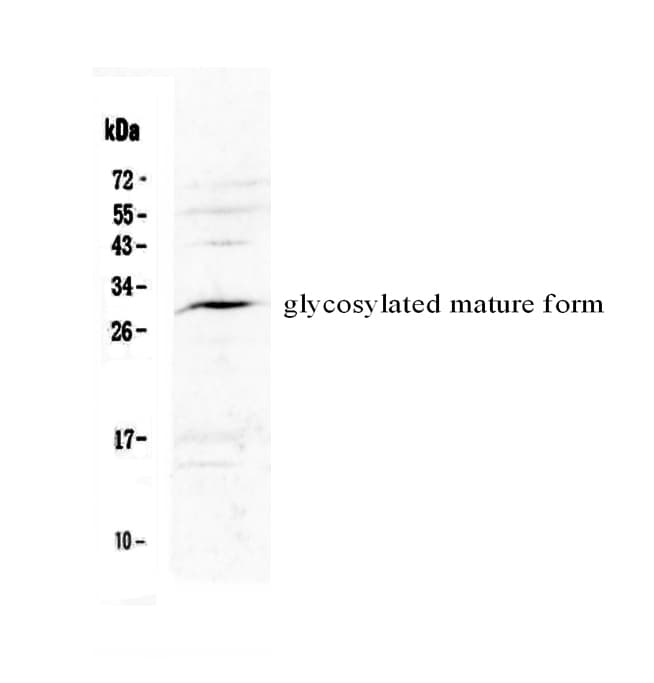 IL17F Antibody
