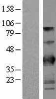 BTN3A2 Protein (Over-Expression Lysate Myc-DDK (Flag))