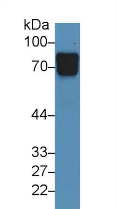 VASN / Vasorin Antibody (aa298-539)