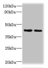 Polyclonal Rabbit anti-Human CHID1 Antibody (WB)