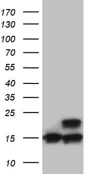 RPL27 / Ribosomal Protein L27 Antibody (clone OTI6D3, Carrier-free)