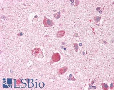 Encephalopsin / OPN3 Antibody (aa161-210)