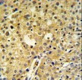 Polyclonal Rabbit anti-Human C2orf49 Antibody (aa62-90, IHC, WB)