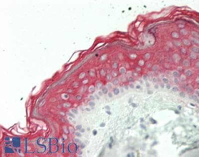 IHC-plus™ Polyclonal Rabbit anti-Human SESN3 Antibody (aa21-296, IHC, WB)