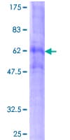 Human HTR4 / 5-HT4 Receptor Protein (Recombinant GST)