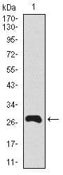 BPIFA2 / SPLUNC2 Antibody (Amino Acid: 16-250, clone 4C7D7)