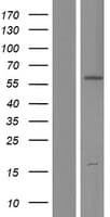 Human p66 / SHC Protein (Over-Expression Lysate Myc-DDK (Flag))