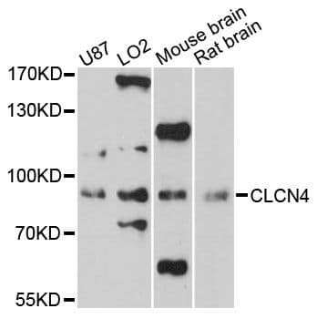 CLCN4 / CLC-4 Antibody
