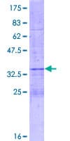Human BHLHB40 / HES2 Protein (Recombinant GST)