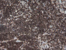 DEF6 Antibody (clone OTI3F9, Carrier-free)